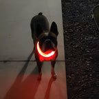 LED Luminous Collar