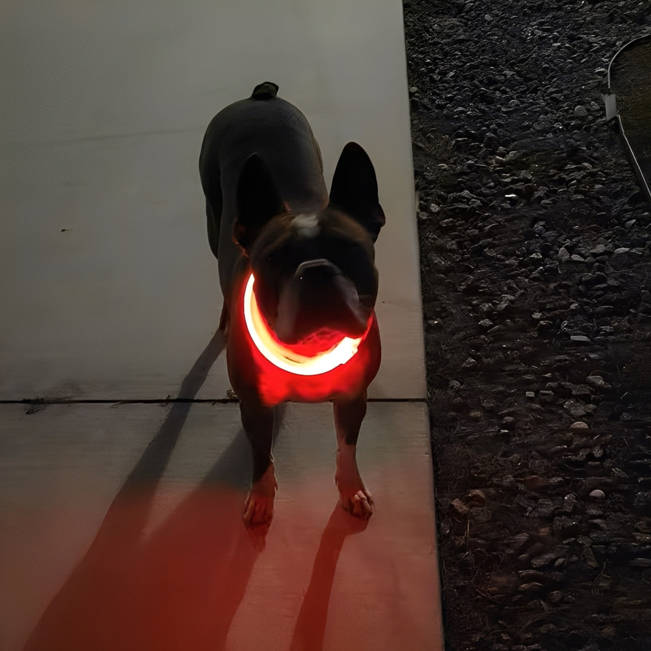 LED Luminous Collar